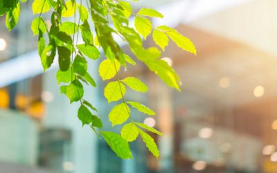 Green Marketing: Is it time to start your campaign?